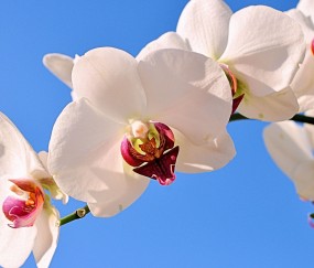 德宏正规助孕捐卵机构，附正规捐卵机构报名表！